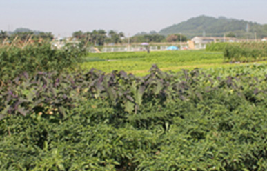 菜地難種、施肥低效、薊馬高發，咋辦？這里有高招！