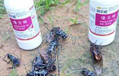 YIN NONG WEI? - is powerful in the prevention and control of citrus longhorn
